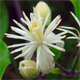 Clematis vitalba