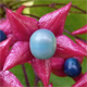 Clerodendrum trichotomum