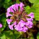 Clinopodium vulgare