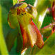 Coeloglossum viride