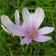 Colchicum autumnale