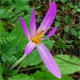 Colchicum lusitanum