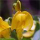 Colutea arborescens