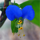 Commelina communis