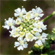 Conium maculatum