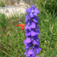 Delphinium ajacis