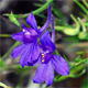 Delphinium consolida