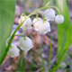 Convallaria majalis