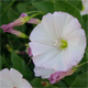 Convolvulus arvensis