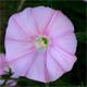 Convolvulus cantabrica