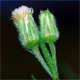 Erigeron sumatrensis