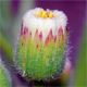 Erigeron bonariensis