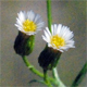 Erigeron canadensis