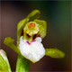 Corallorhiza trifida