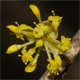 Cornus mas