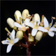 Cornus sanguinea
