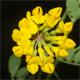 Coronilla coronata