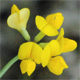 Coronilla minima
