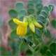Coronilla vaginalis