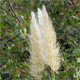 Cortaderia selloana