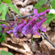 Corydalis cava
