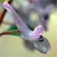 Corydalis solida
