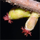 Corylus avellana