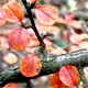 Cotoneaster horizontalis
