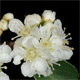 Cotoneaster integerrimus