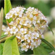 Cotoneaster lacteus