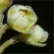 Cotoneaster nebrodensis