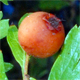 Crataegus azarolus