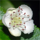 Crataegus laevigata