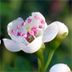 Crataegus monogyna