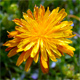 Crepis aurea