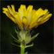 Crepis biennis