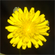 Crepis bursifolia