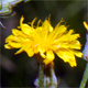 Crepis capillaris