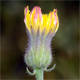 Crepis foetida
