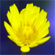 Crepis froelichiana