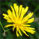 Crepis paludosa