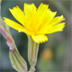 Crepis pulchra