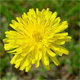 Crepis sancta n.