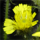 Crepis setosa