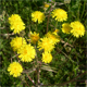 Crepis taraxacifolia