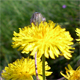Crepis vesicaria v.