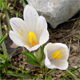 Crocus vernus