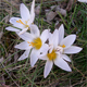 Crocus biflorus