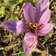 Crocus sativus
