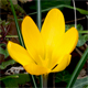 Crocus x luteus